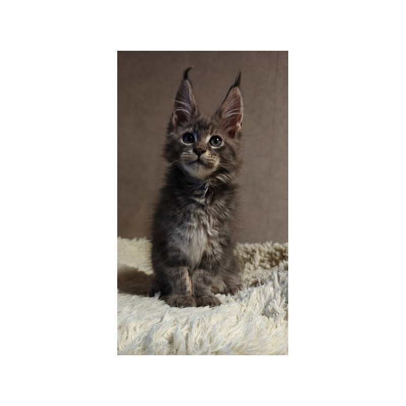 Maine Coon Alva Skywalker