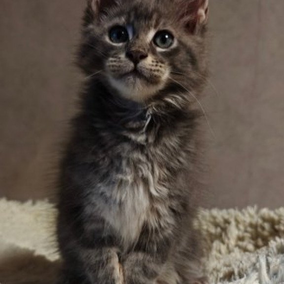 Maine Coon Alva Skywalker