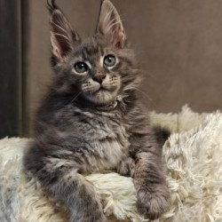 Maine Coon Alva Skywalker