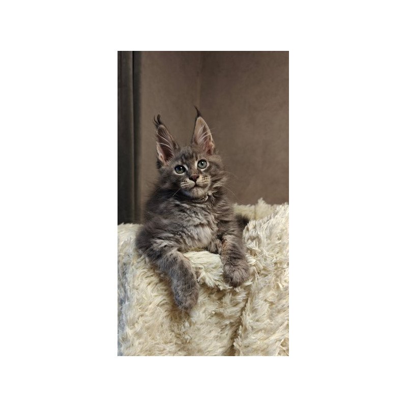 Maine Coon Alva Skywalker