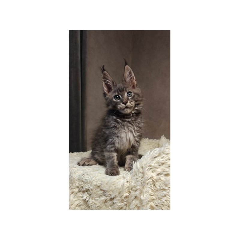 Maine Coon Alva Skywalker