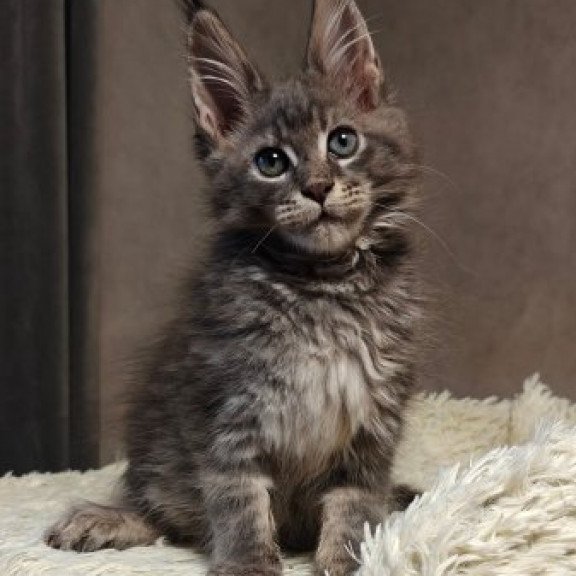 Maine Coon Alva Skywalker