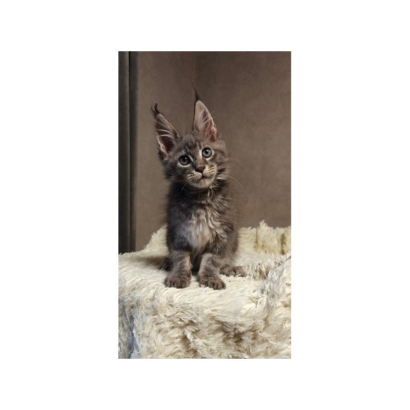 Maine Coon Alva Skywalker