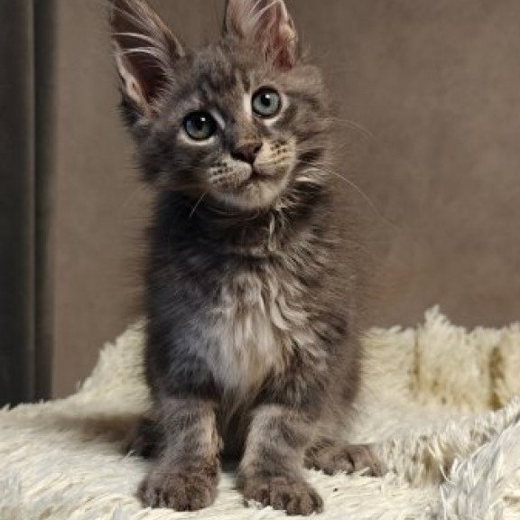 Maine Coon Alva Skywalker