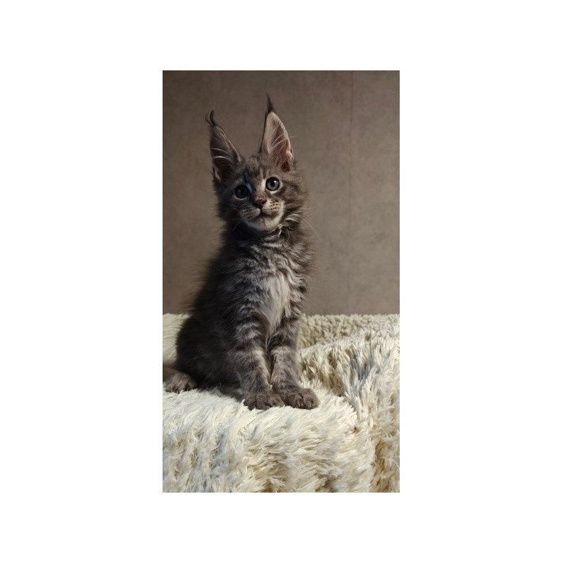 Maine Coon Alva Skywalker