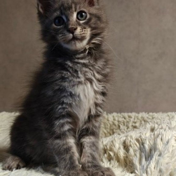 Maine Coon Alva Skywalker