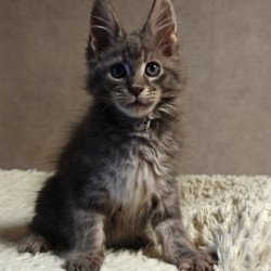Maine Coon Alva Skywalker