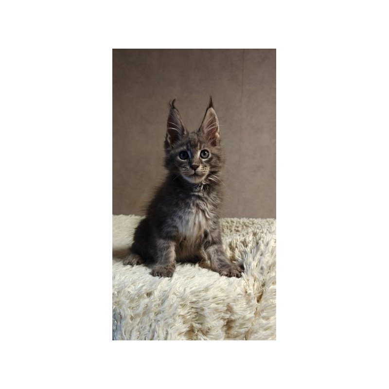 Maine Coon Alva Skywalker