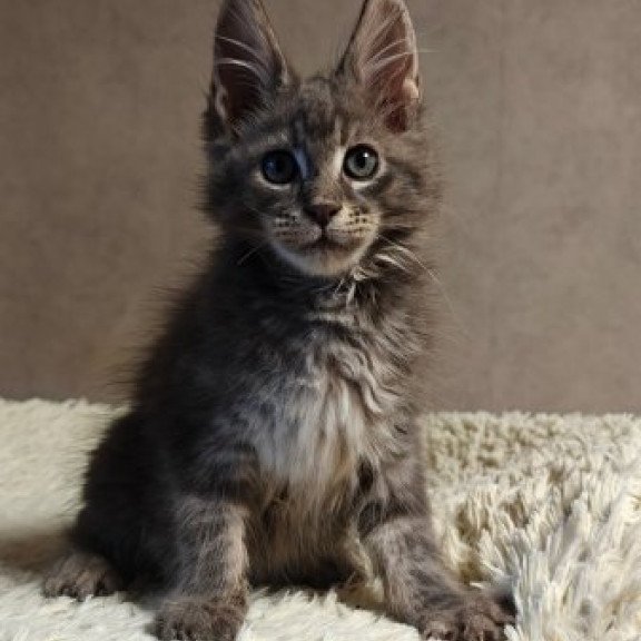 Maine Coon Alva Skywalker