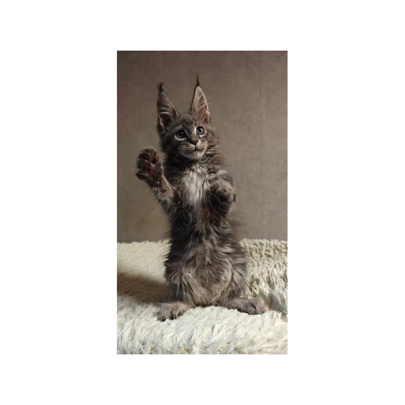 Maine Coon Alva Skywalker