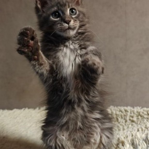 Maine Coon Alva Skywalker