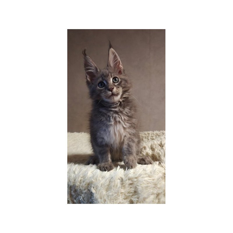Maine Coon Alva Skywalker