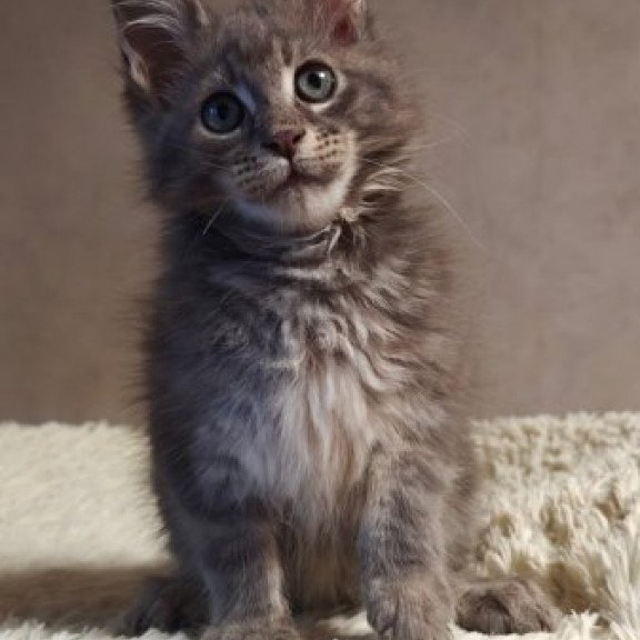 Maine Coon Alva Skywalker