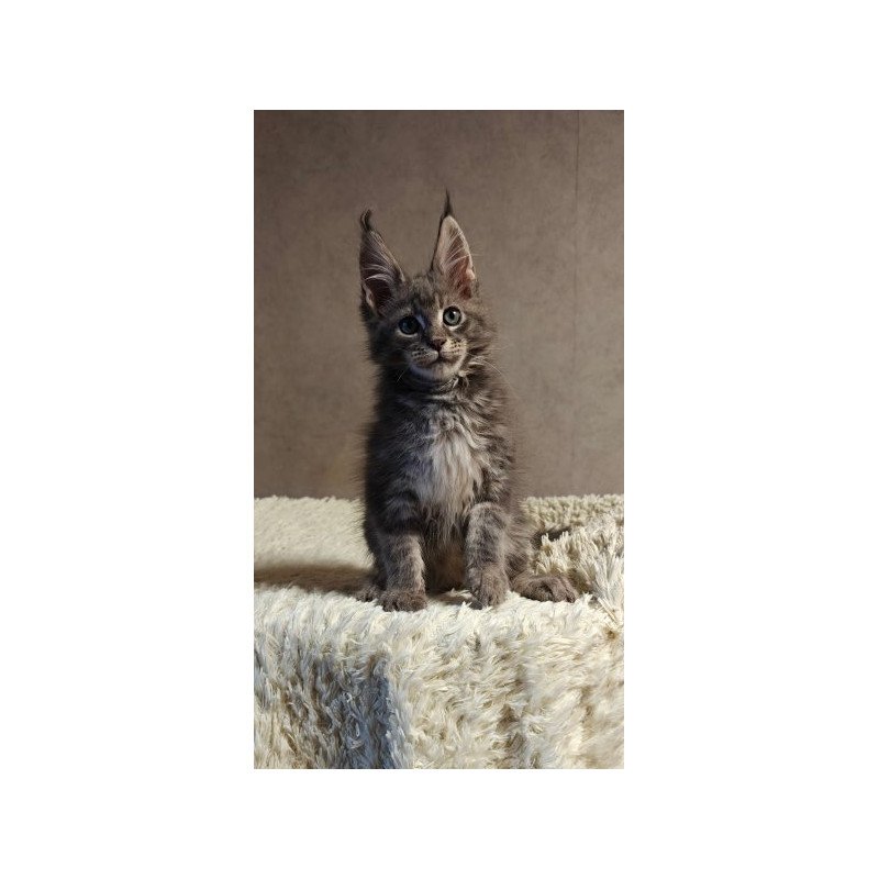 Maine Coon Alva Skywalker