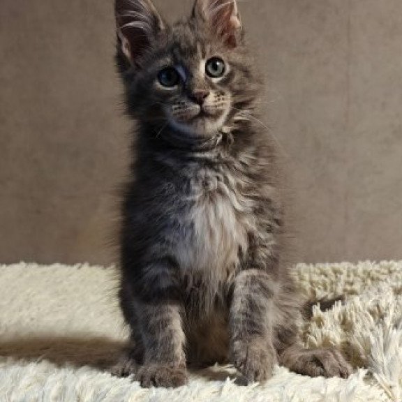 Maine Coon Alva Skywalker