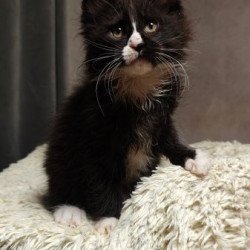 Maine Coon Alva Sirius Black