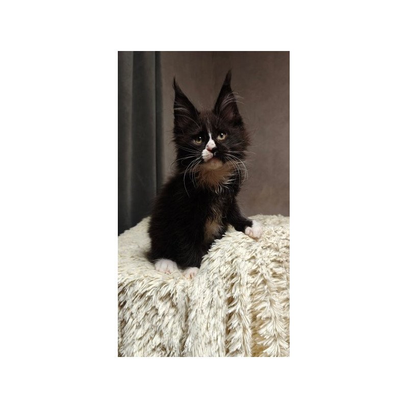 Maine Coon Alva Sirius Black