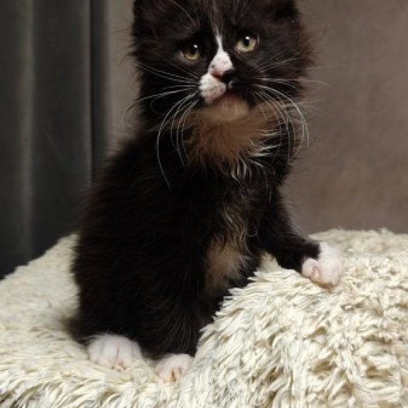 Maine Coon Alva Sirius Black