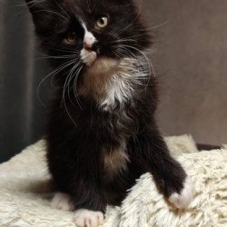 Maine Coon Alva Sirius Black