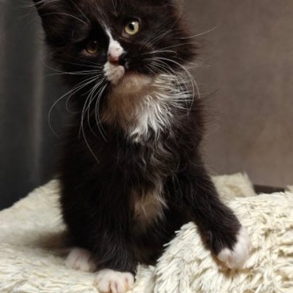 Maine Coon Alva Sirius Black