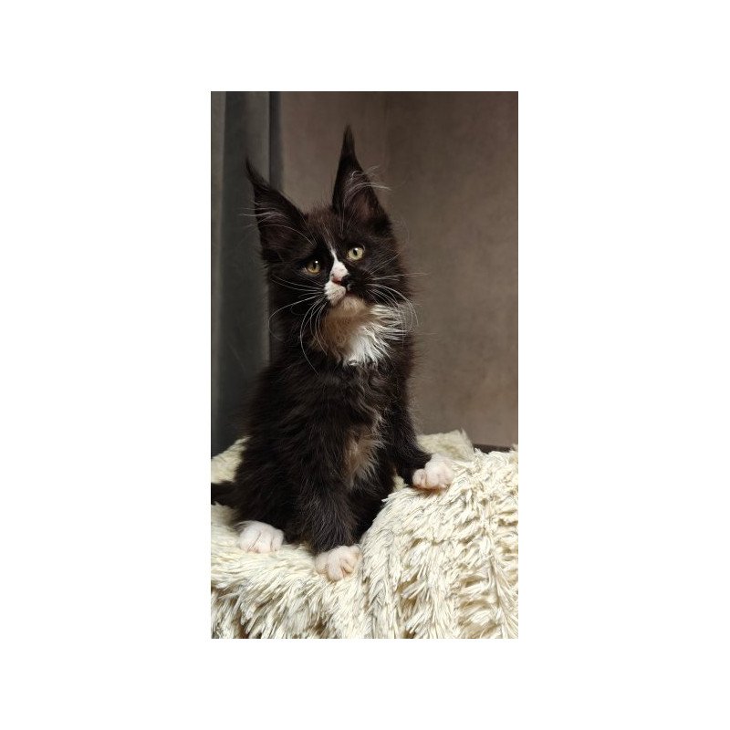 Maine Coon Alva Sirius Black