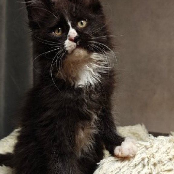Maine Coon Alva Sirius Black