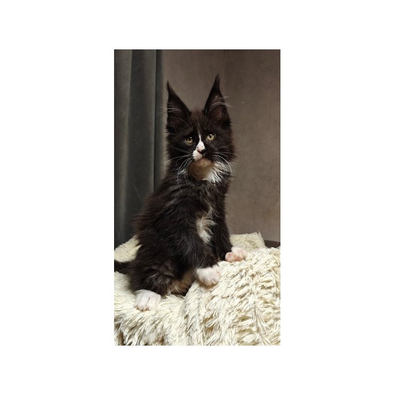 Maine Coon Alva Sirius Black