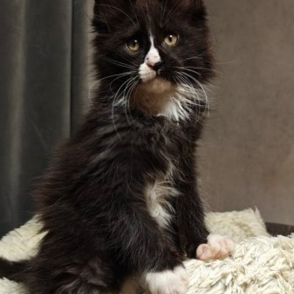 Maine Coon Alva Sirius Black
