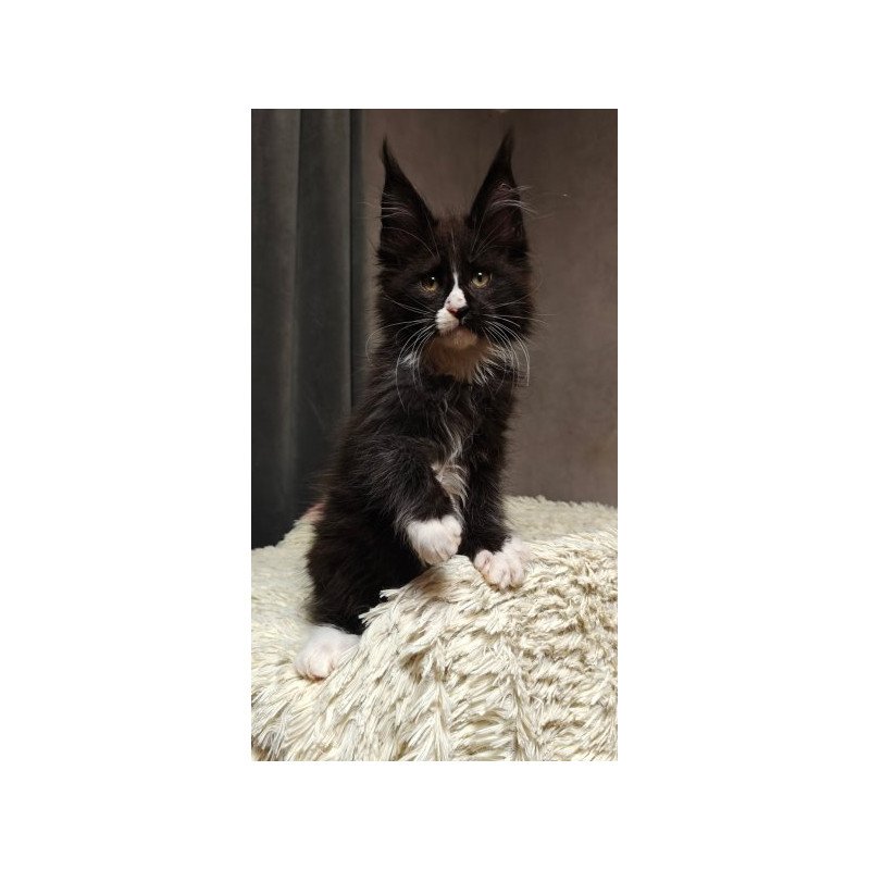 Maine Coon Alva Sirius Black