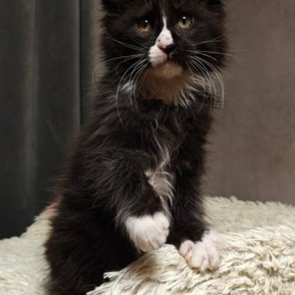 Maine Coon Alva Sirius Black