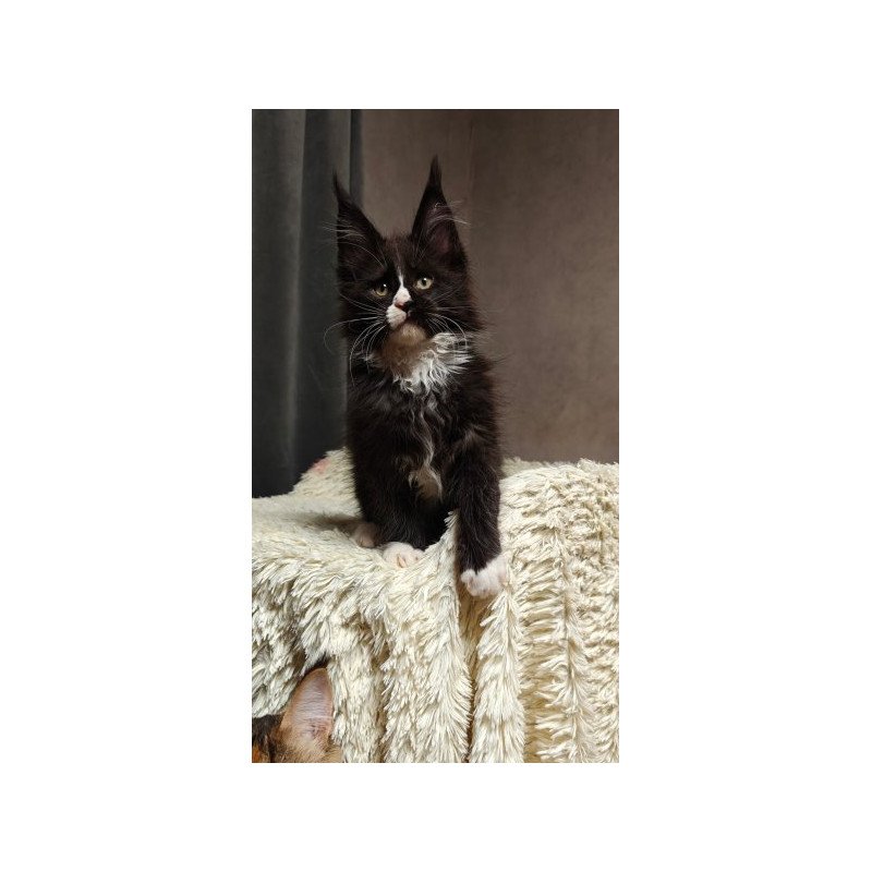 Maine Coon Alva Sirius Black