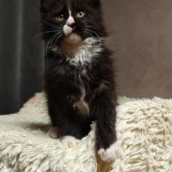 Maine Coon Alva Sirius Black