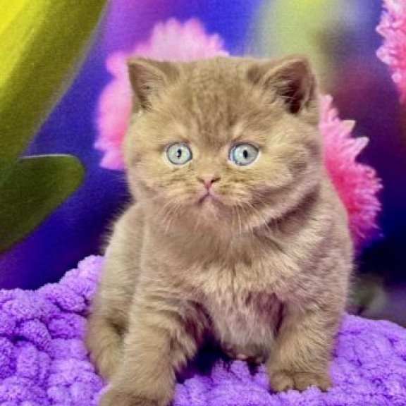 Ellada British