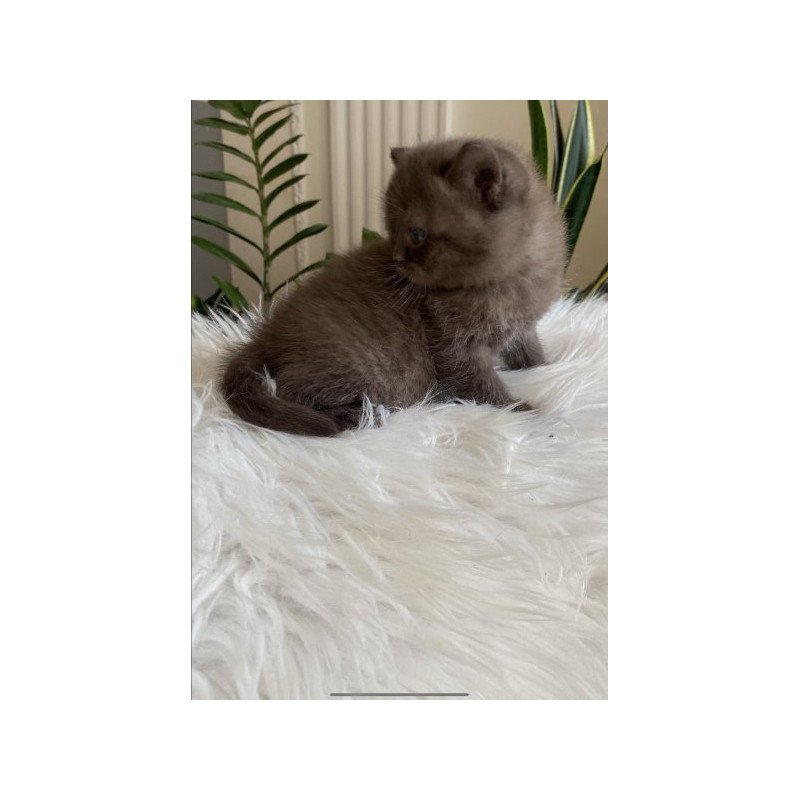 Zefir British
