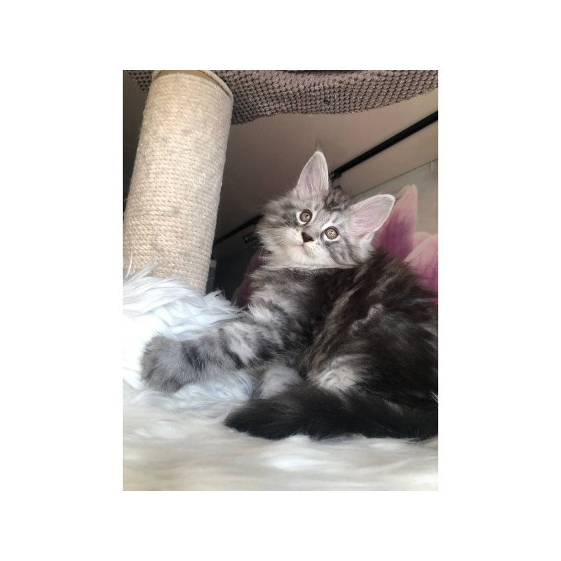 Maine Coon Alva Whisper