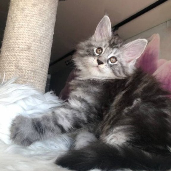 Maine Coon Alva Whisper