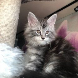Maine Coon Alva Whisper