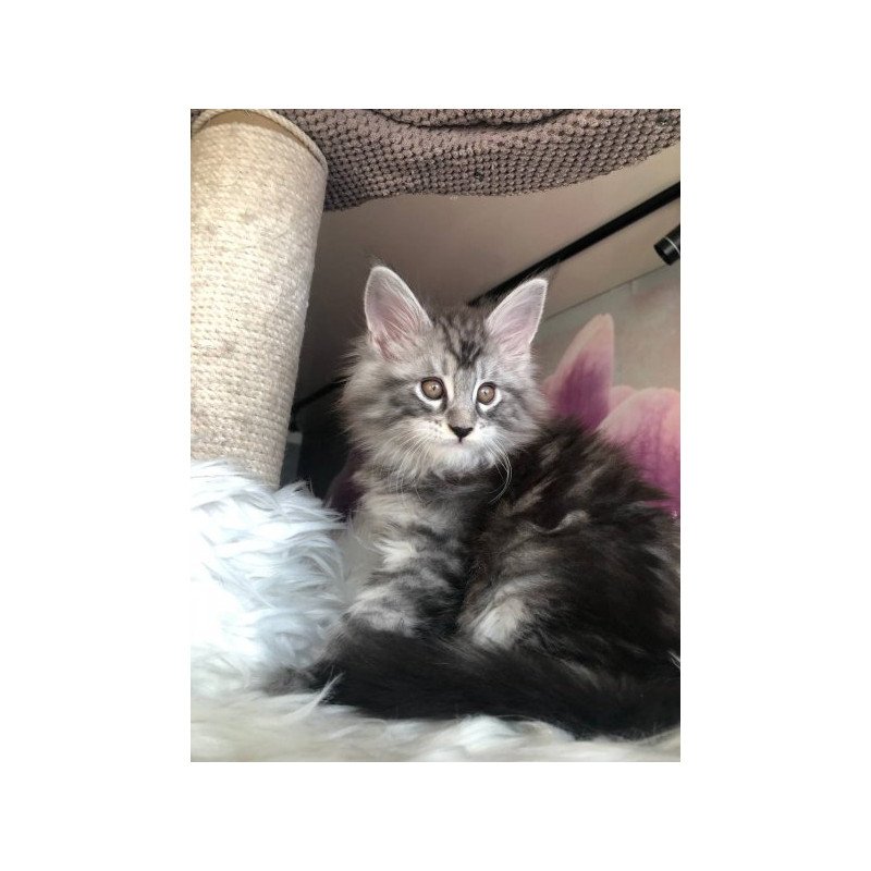 Maine Coon Alva Whisper