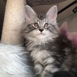 Maine Coon Alva Whisper