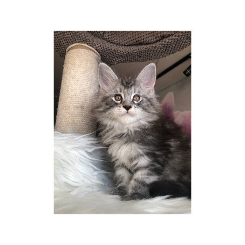 Maine Coon Alva Whisper