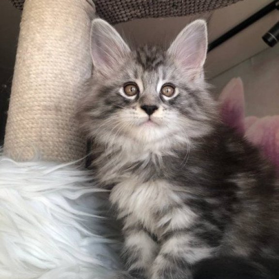 Maine Coon Alva Whisper