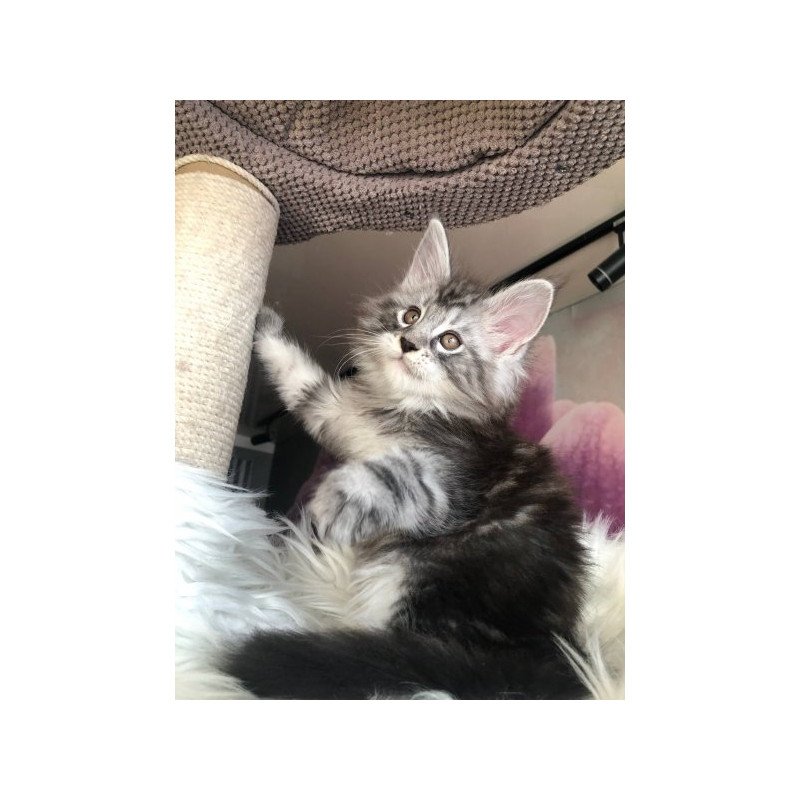 Maine Coon Alva Whisper
