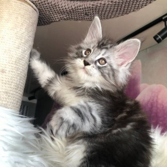 Maine Coon Alva Whisper