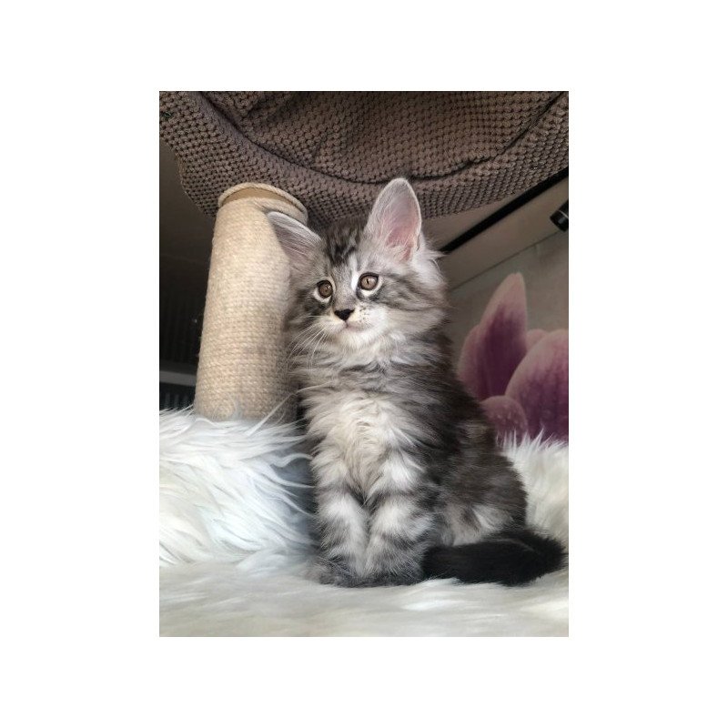 Maine Coon Alva Whisper