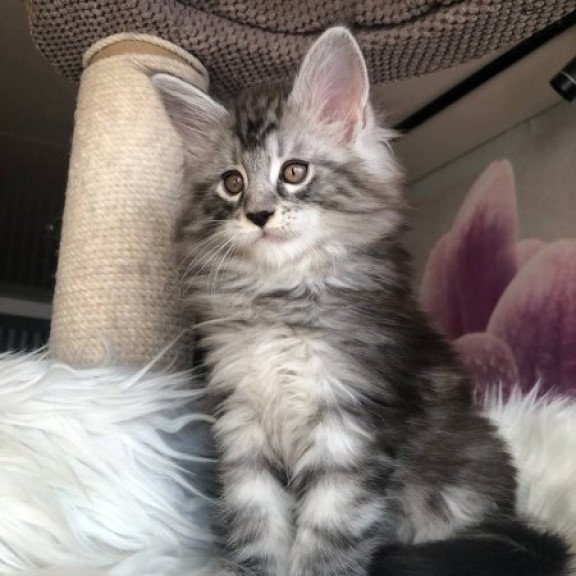 Maine Coon Alva Whisper