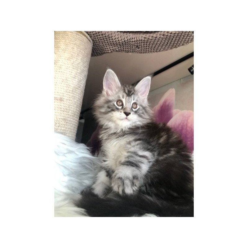 Maine Coon Alva Whisper