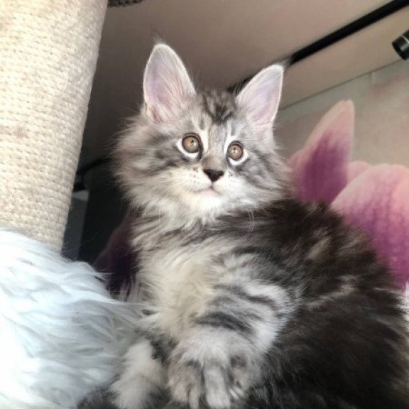 Maine Coon Alva Whisper