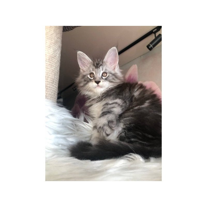 Maine Coon Alva Whisper