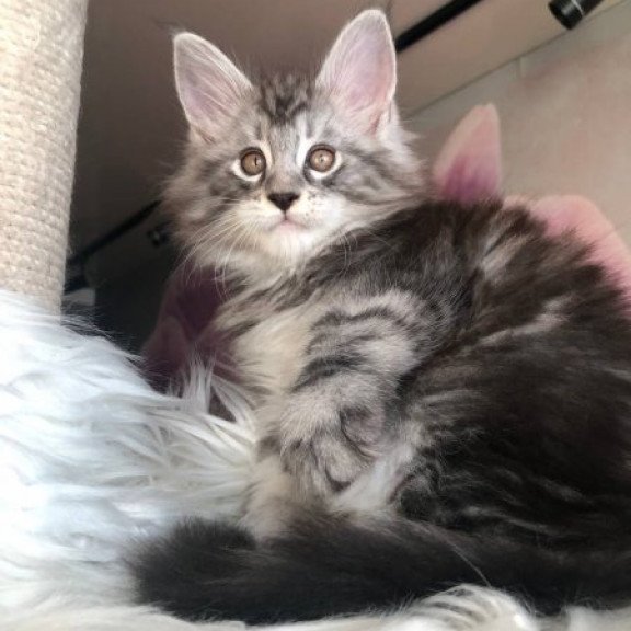 Maine Coon Alva Whisper