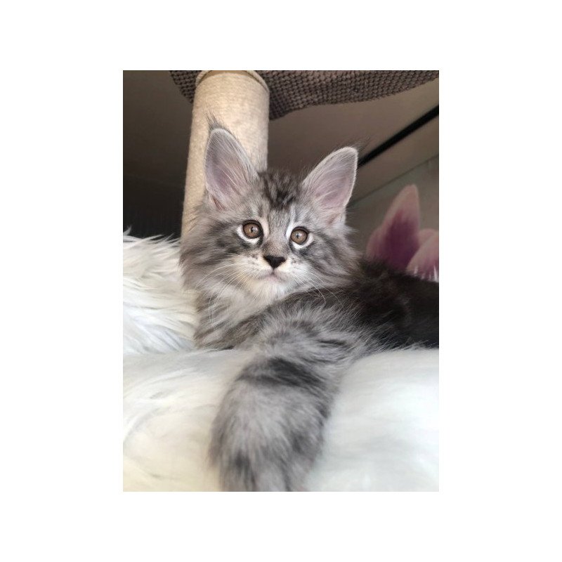 Maine Coon Alva Whisper